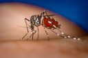 Sheila Marinho cobra medidas de combate ao Aedes Aegypti